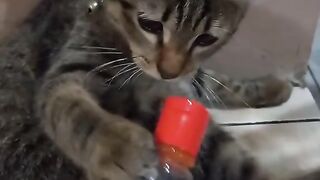 kucing ditanyai