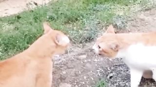 fellow troop leaders are noisy