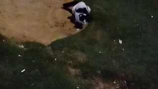 Its funny stray cat