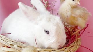 Cute Rabbit & Baby Chicken