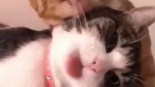 Funny Cats Moments...