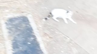Cute funny cat in the world