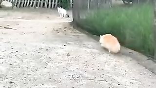 1 VS 3 [Orange Cat vs White Cats]