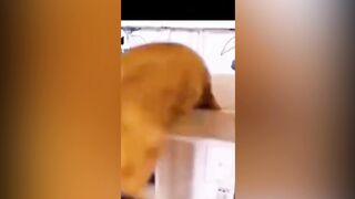 Funny animals video 2023