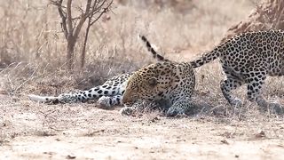 Female Leopard Wakes up male for attention