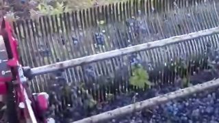 Blueberries harvest