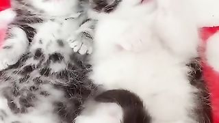 Cute and fanny cat video