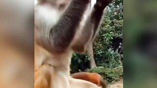 Crazy Monkey