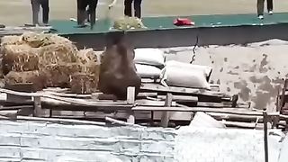 CRAZY BEAR