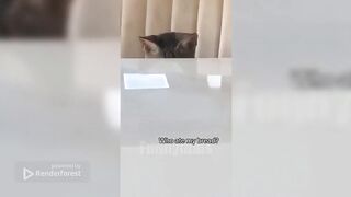 Funny animal video 10