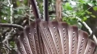 Merak sumatra /kuau sumatra