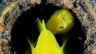 yellow fish home in sea as marine life