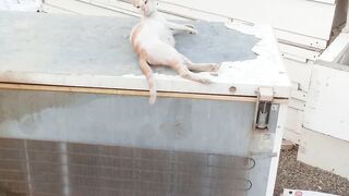 Its so funny stray cat