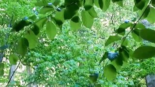 Beautiful nature 35