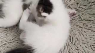cute kitten 6