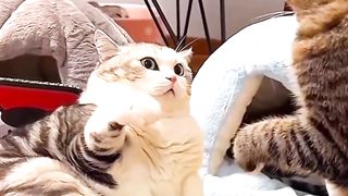 Funny cat Lovers