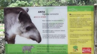 ANTA NO ZOOLÓGICO BRAZIL...... ANTA AT THE BRAZIL ZOO