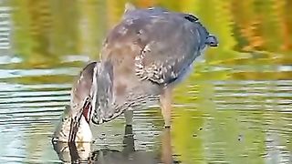 bird hunting fish to eat and eating the fish