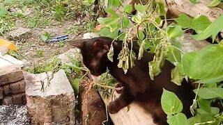 black cats eat plant roots