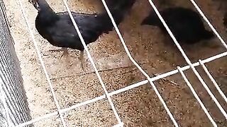 Kayla farm 2