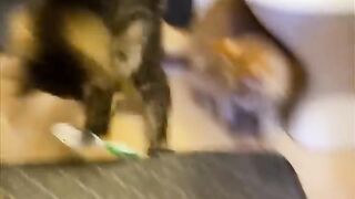 Funny Cat 28