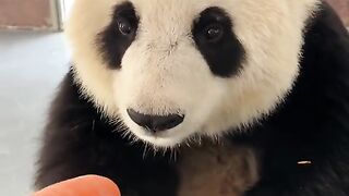 stupid cute panda 2