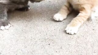 very loving animal