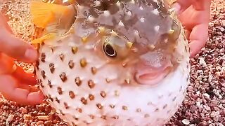 very loving animal6