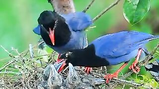 blue bird feeding kids