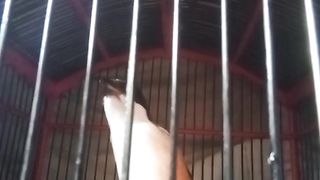 Nyanyian cendet Part 2