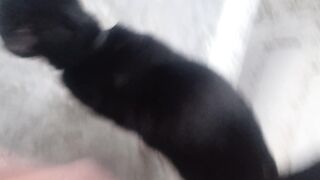Puk puk Kucing jantan