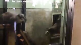 Otter going round and round