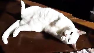 Relaxing cat