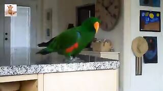A parrot that sings too well