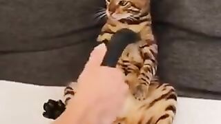 The vacuum cleaner is a nice cat.