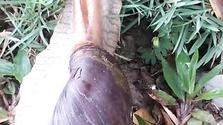 Siput menarik sekali