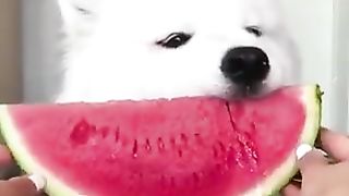 Dog eating watermelon with delicious taste