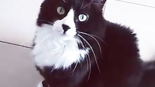 Cat trying to appeal for something