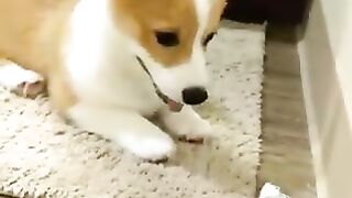 Dog curious about door stopper