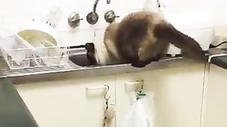 Cat taking a plastic bag