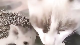 A cat and a hedgehog who are good friends