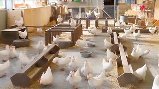 Chicks looking for their mother
