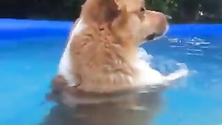 Dog swimming while standing
