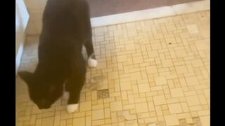 Funny Cat 30