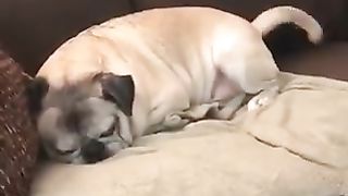 Dog dreaming of something