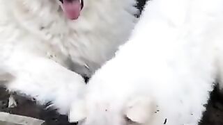 Muddy white dog