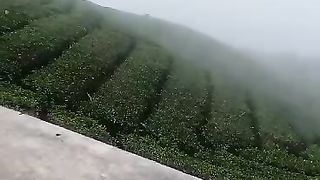 beautiful tea plantation