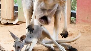 Typhoon the baby kangaroo is taking his first little hops out of mom's pouch