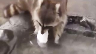 Raccoon Rascals: Hilarious Moments Caught in Camera