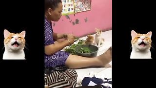 Kucing lucu 18